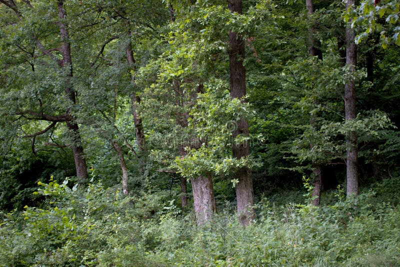 Lesy v okolí obce - Počuvádlo
